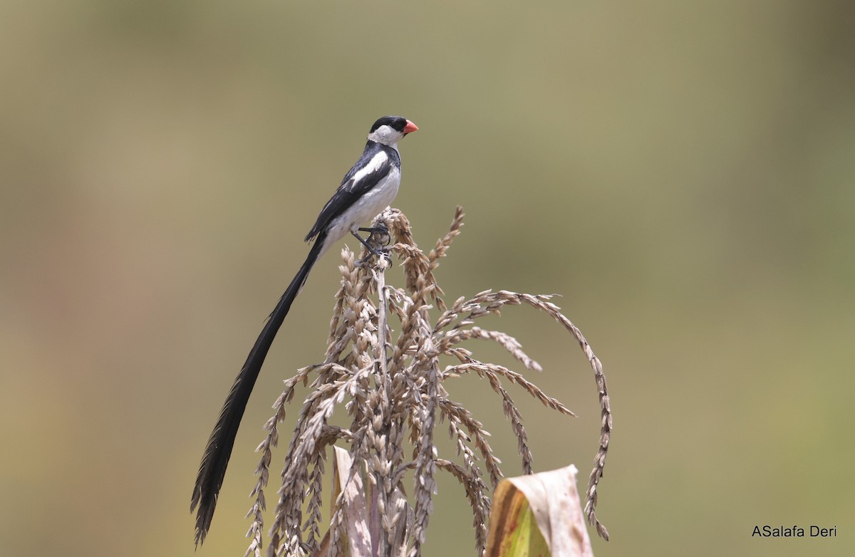 Pin-tailed Whydah - ML613869978