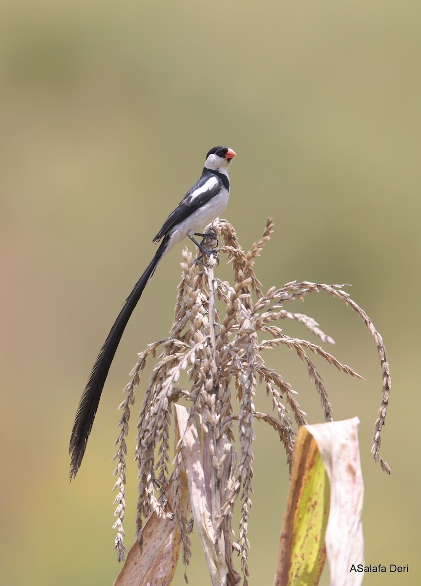 Pin-tailed Whydah - ML613869980