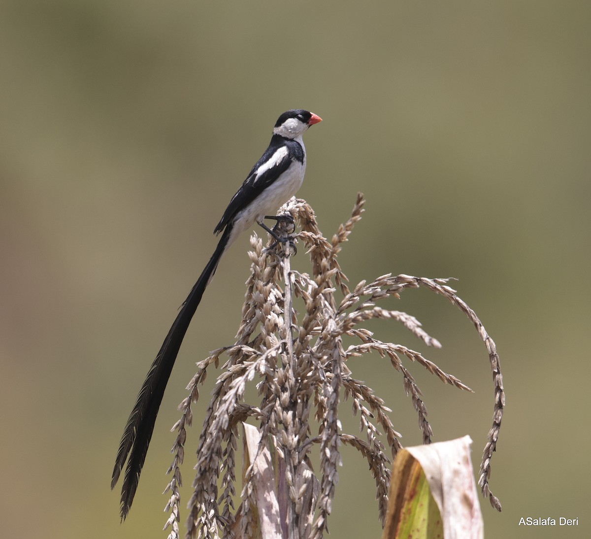 Pin-tailed Whydah - ML613869981