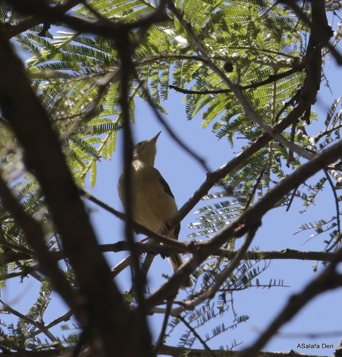 Buff-bellied Warbler - ML613870180