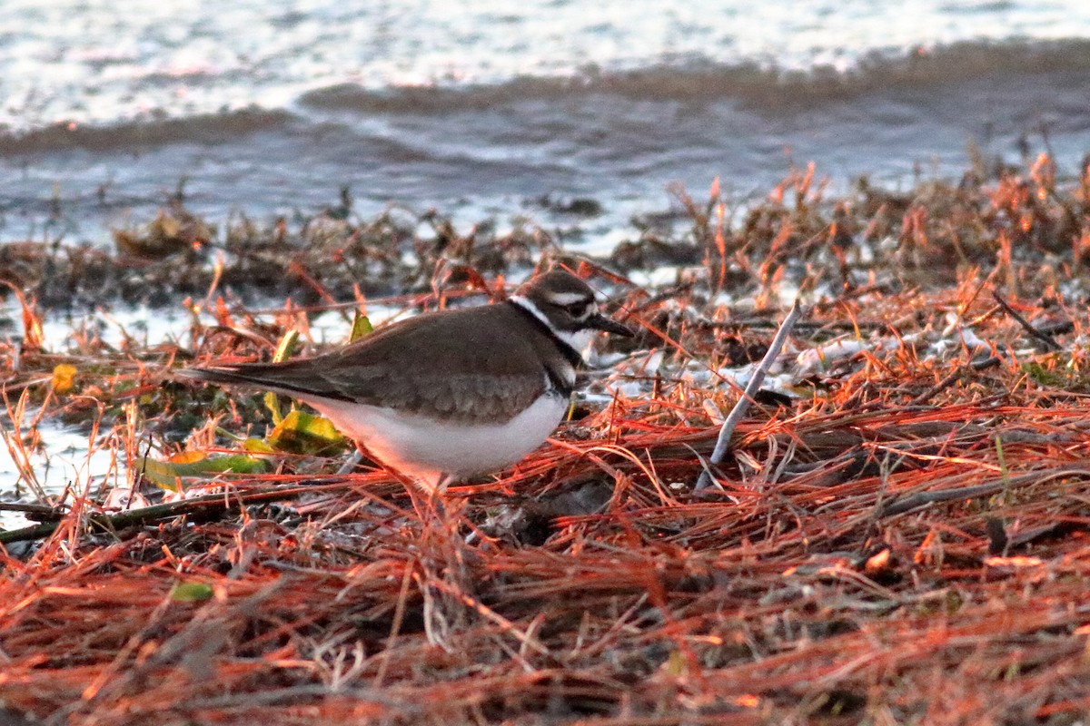 Killdeer - ML613870207