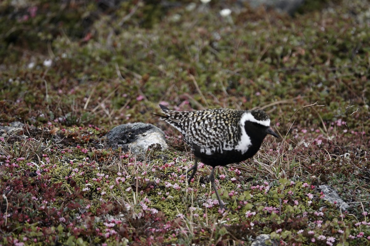 Pacific Golden-Plover - ML613870326