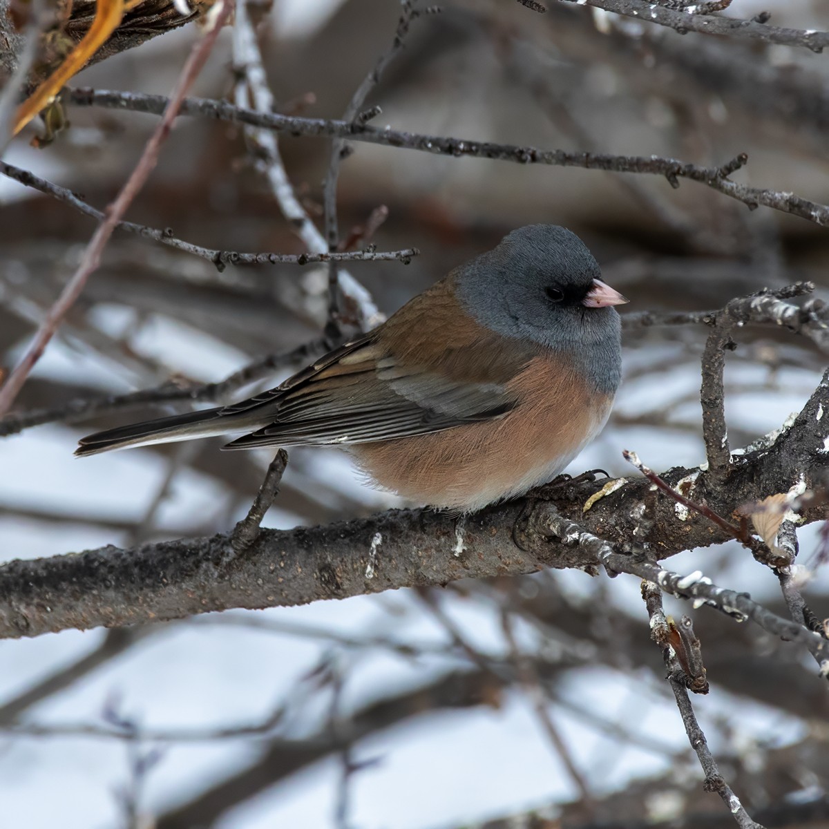 Junco Ojioscuro (mearnsi) - ML613870417