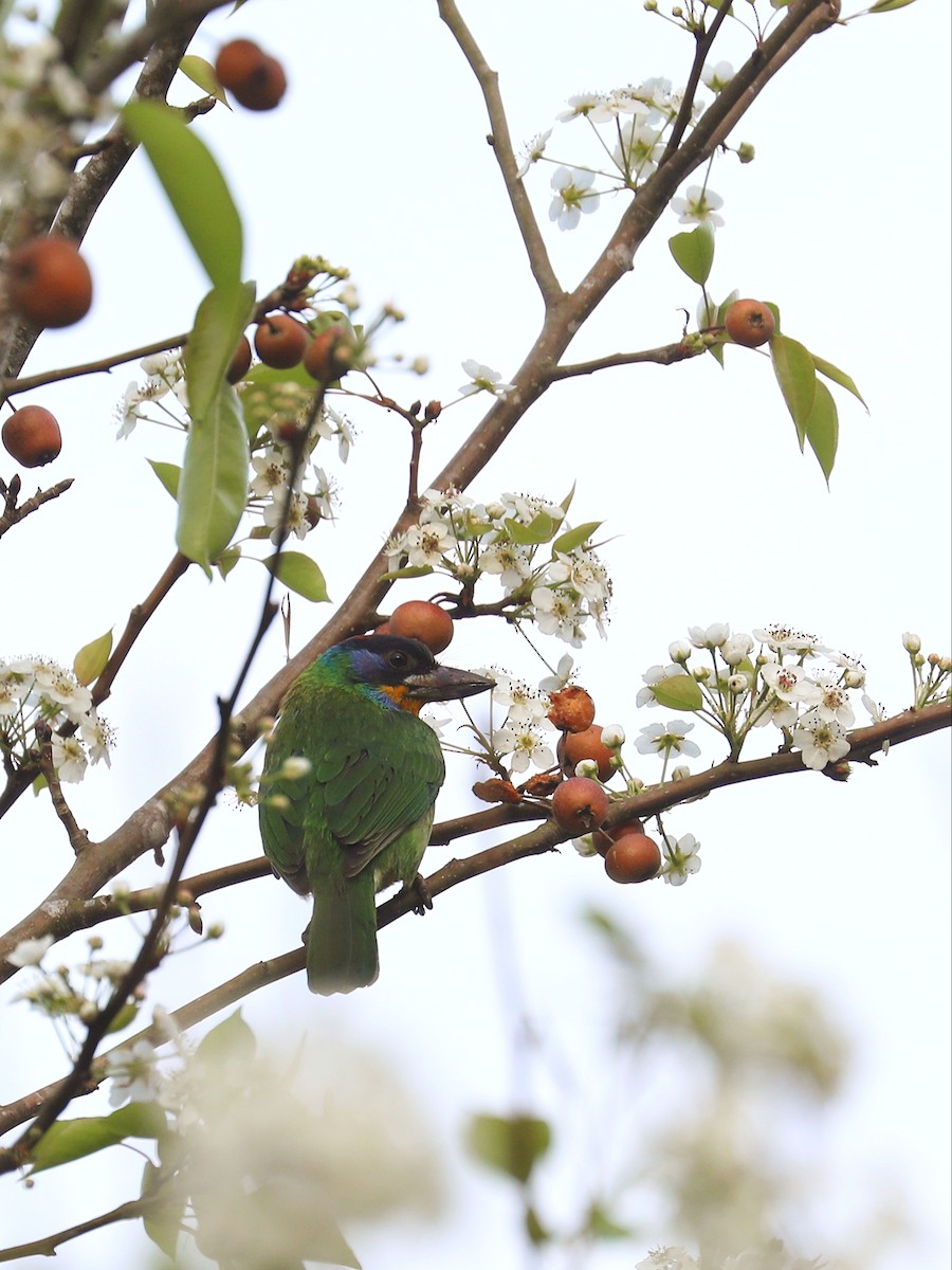 Schwarzstirn-Bartvogel - ML613870437