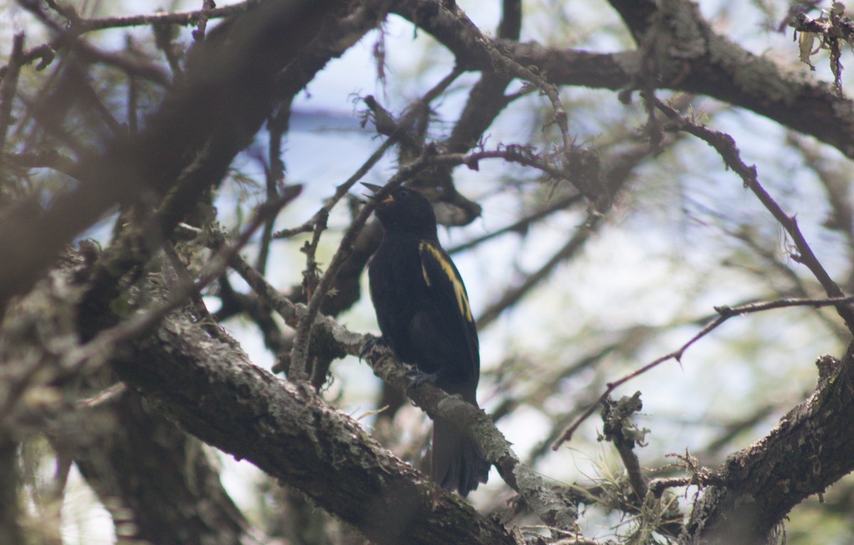 Golden-winged Cacique - ML613870453