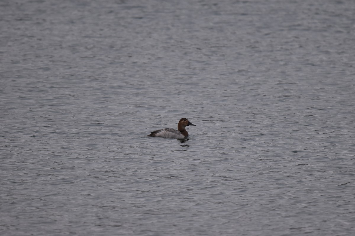 Canvasback - Steven McClellan