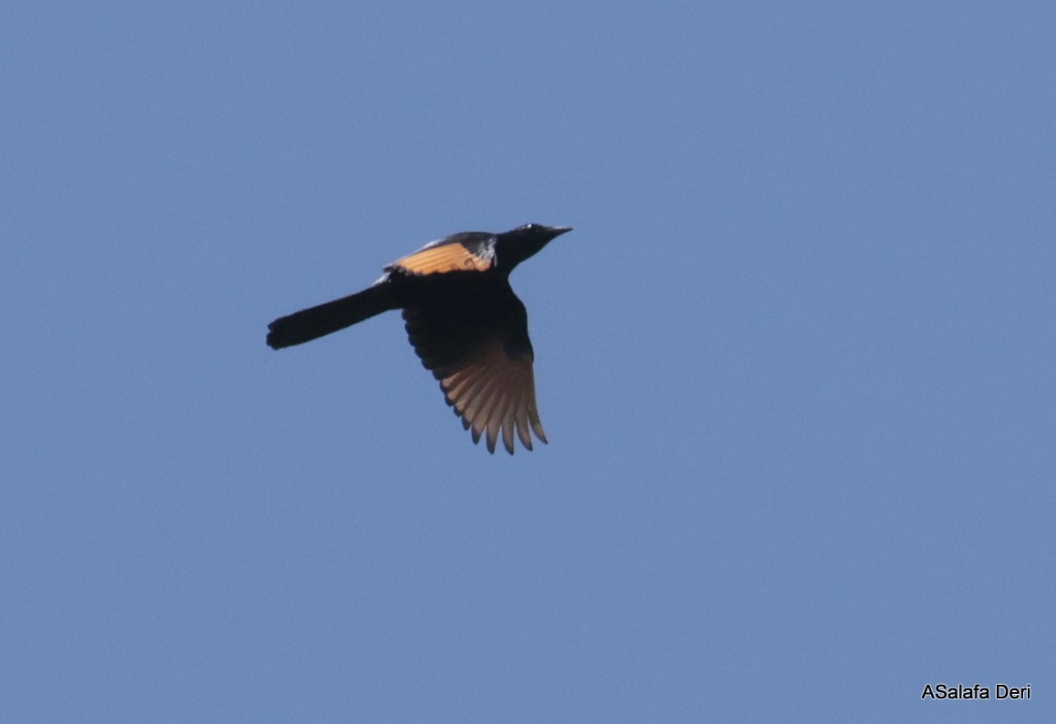 Red-winged Starling - ML613870553