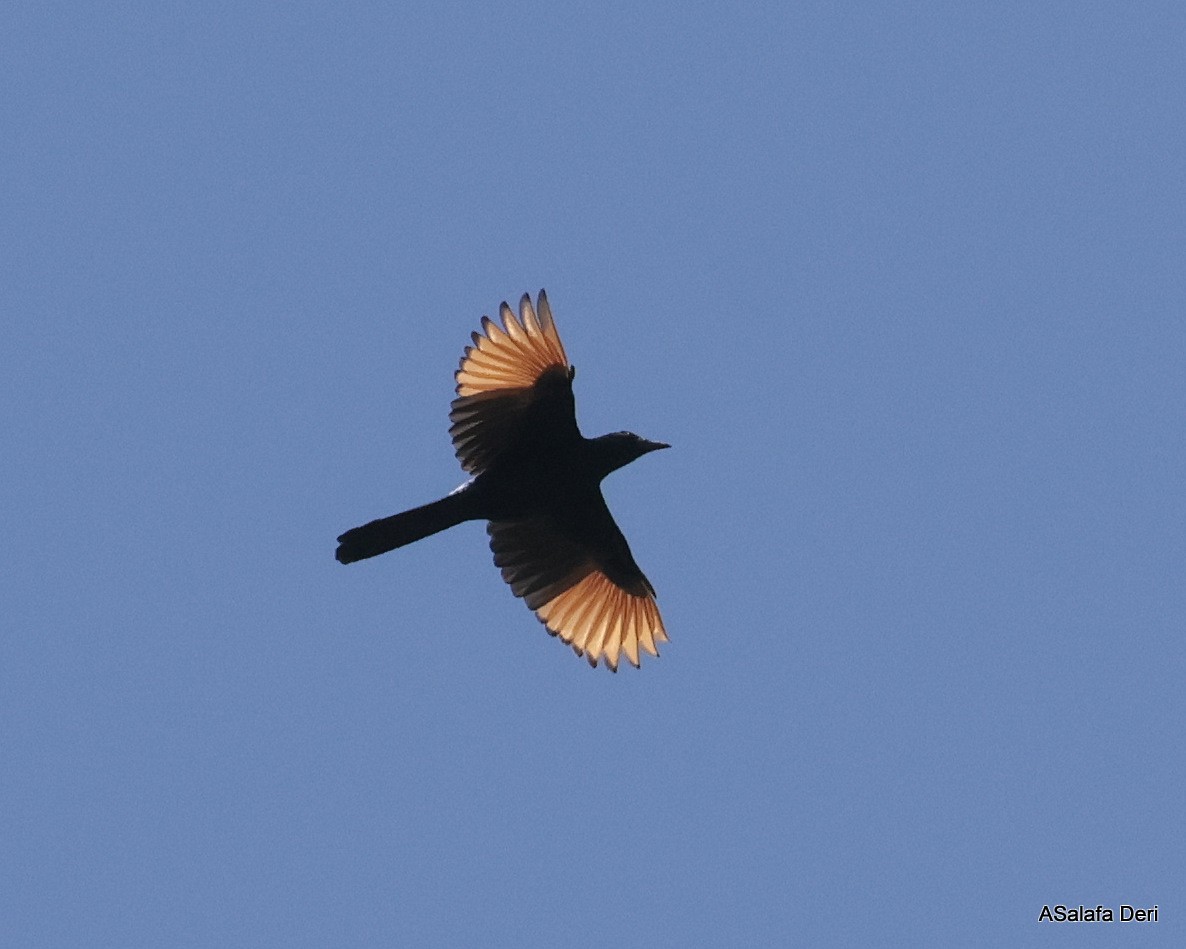 Red-winged Starling - ML613870554