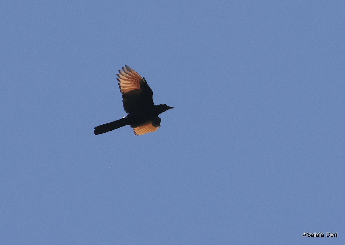 Red-winged Starling - ML613870555