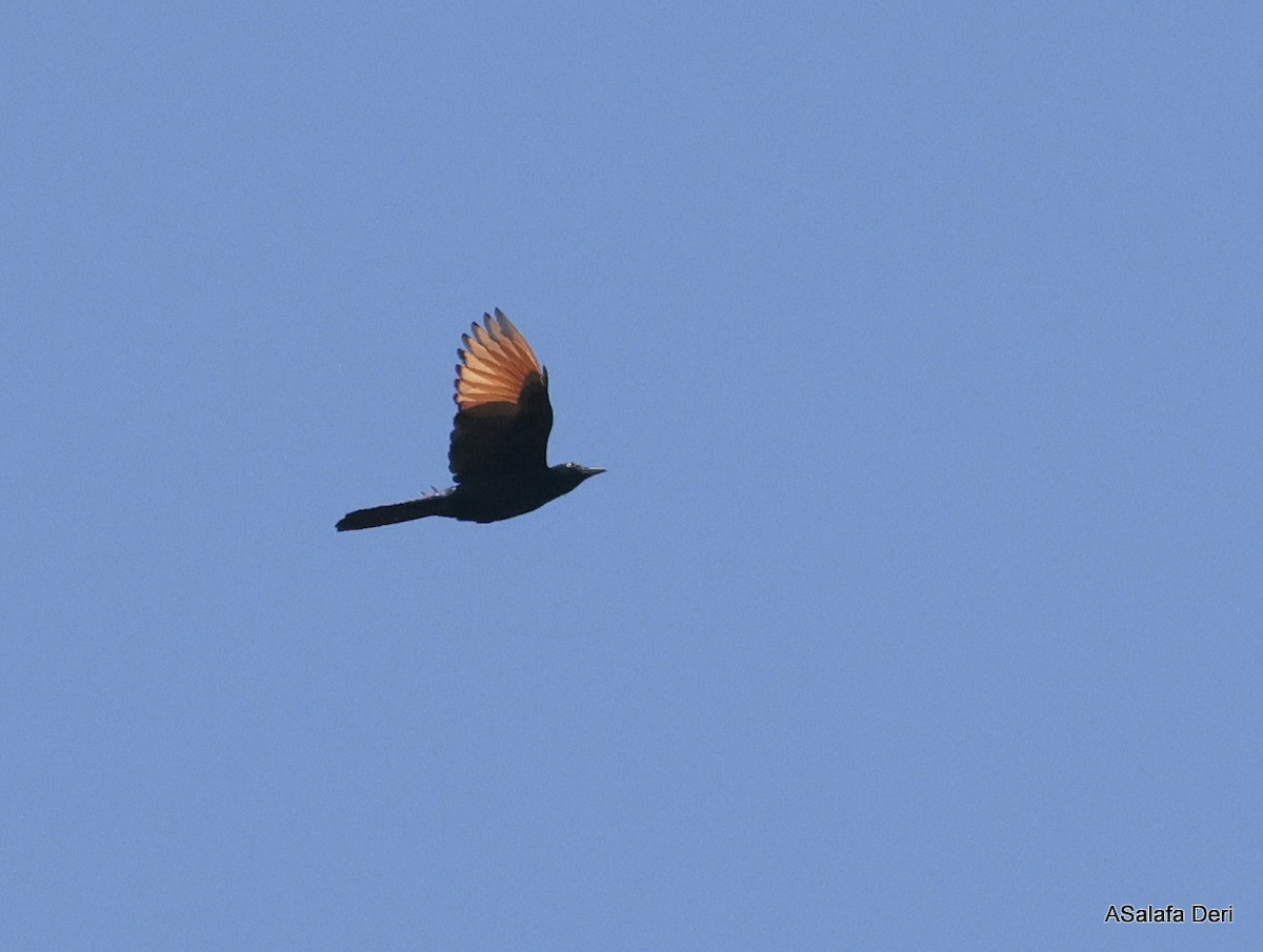 Red-winged Starling - ML613870556