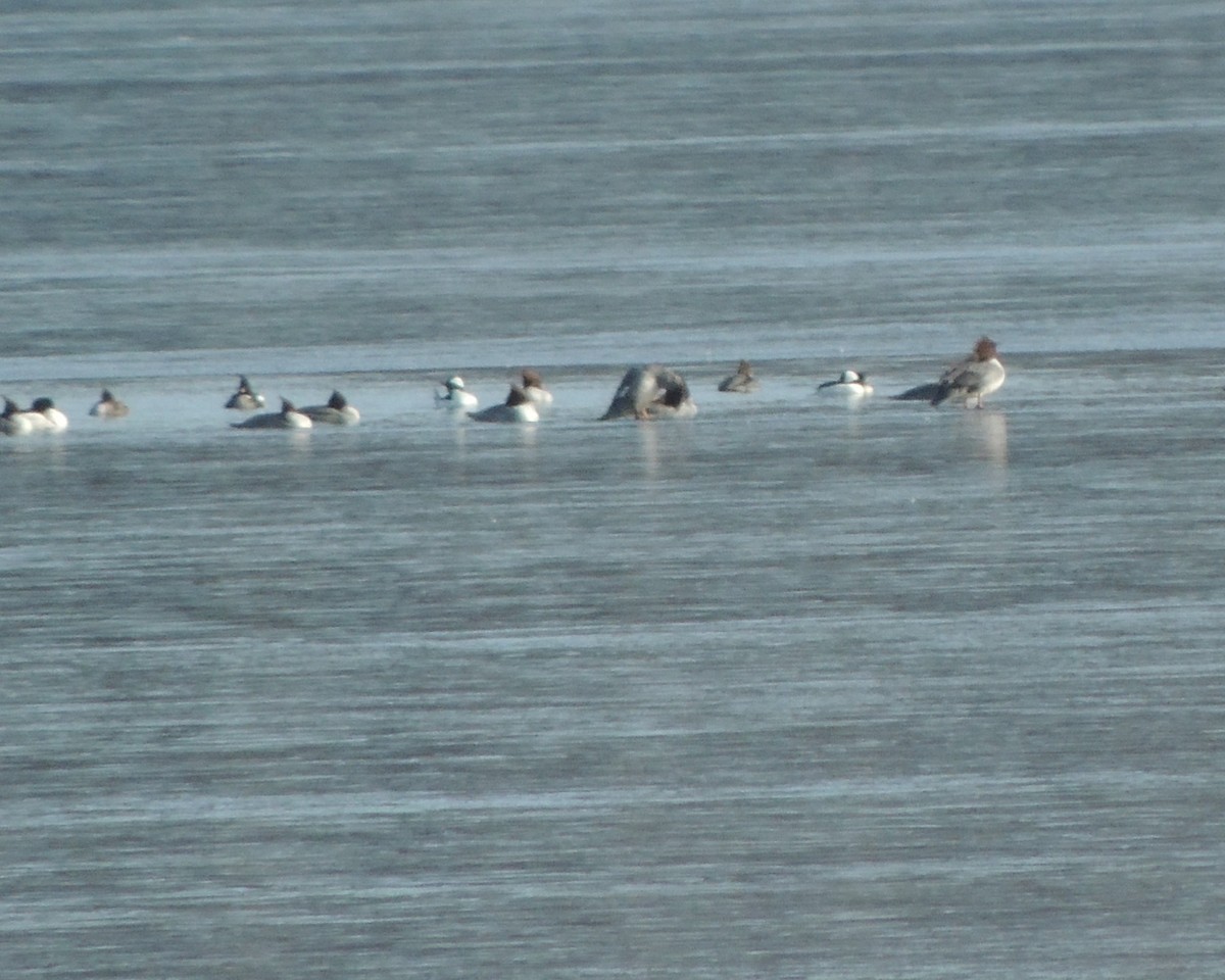 Bufflehead - ML613870746