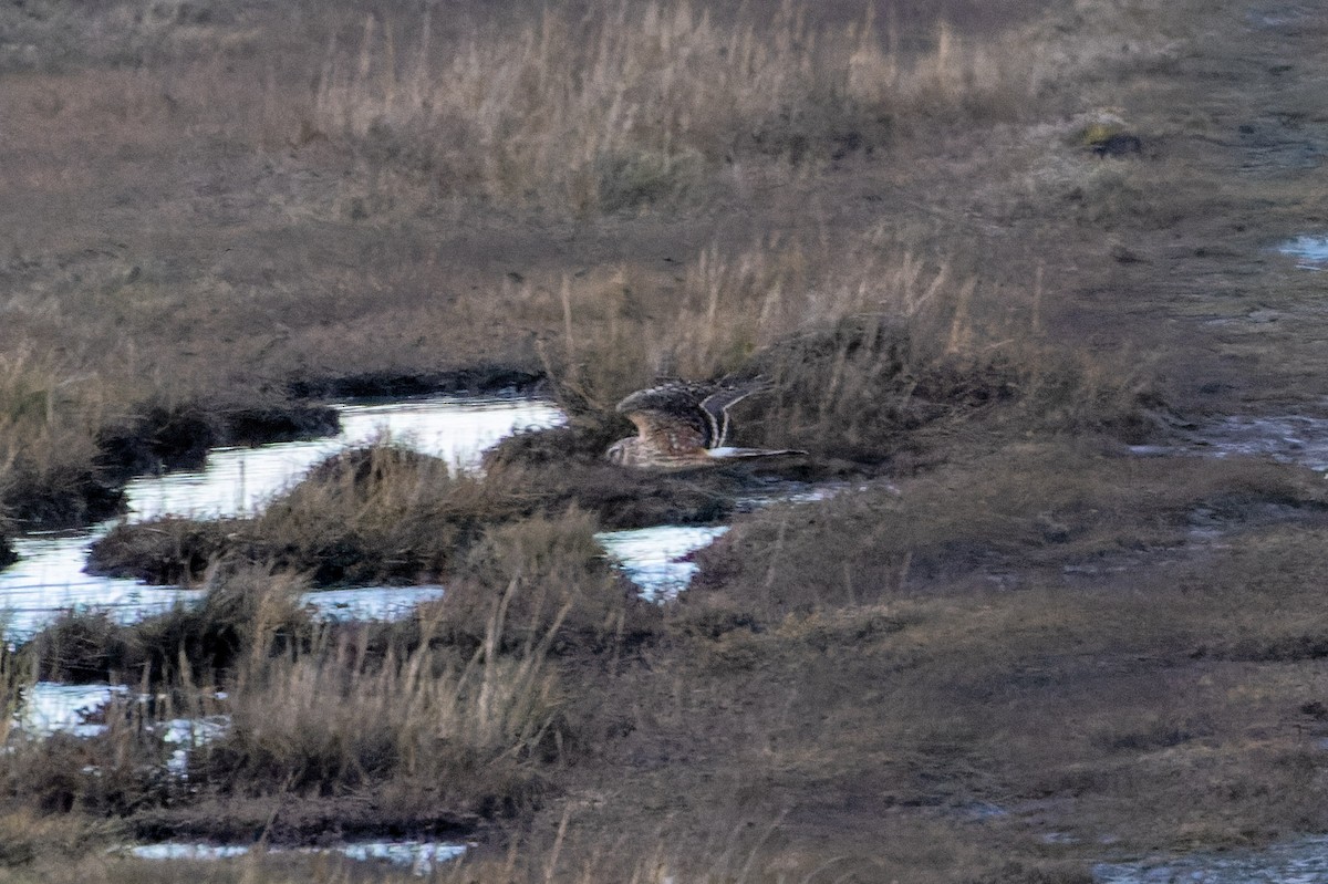 Hen Harrier - ML613870772