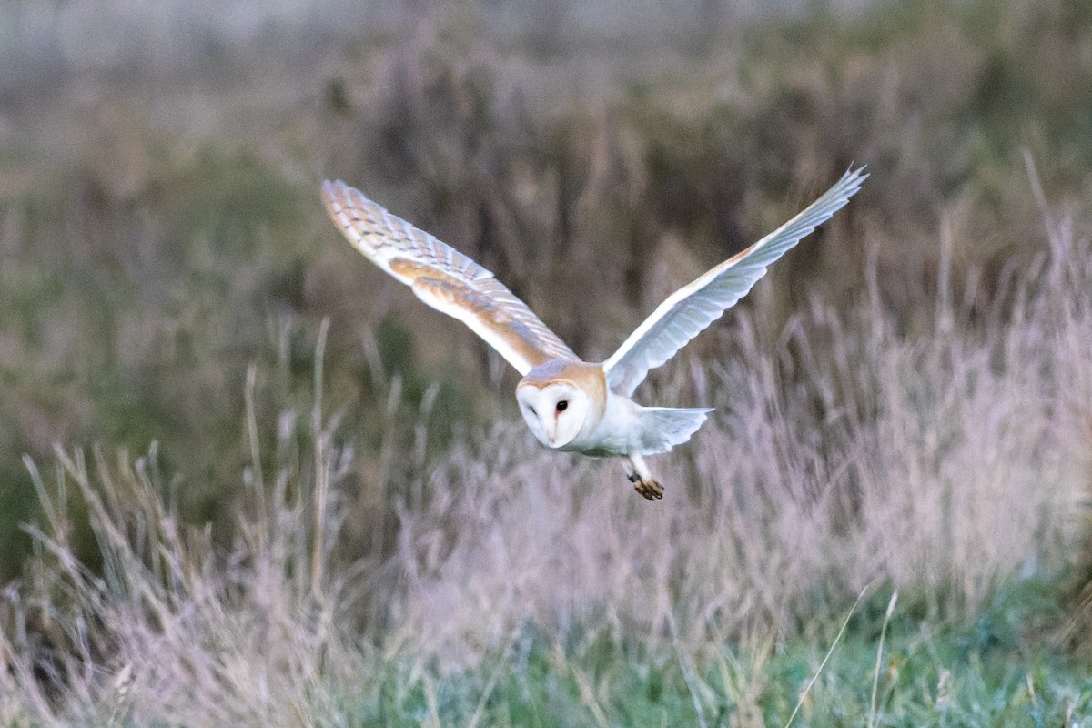 Barn Owl - ML613870792