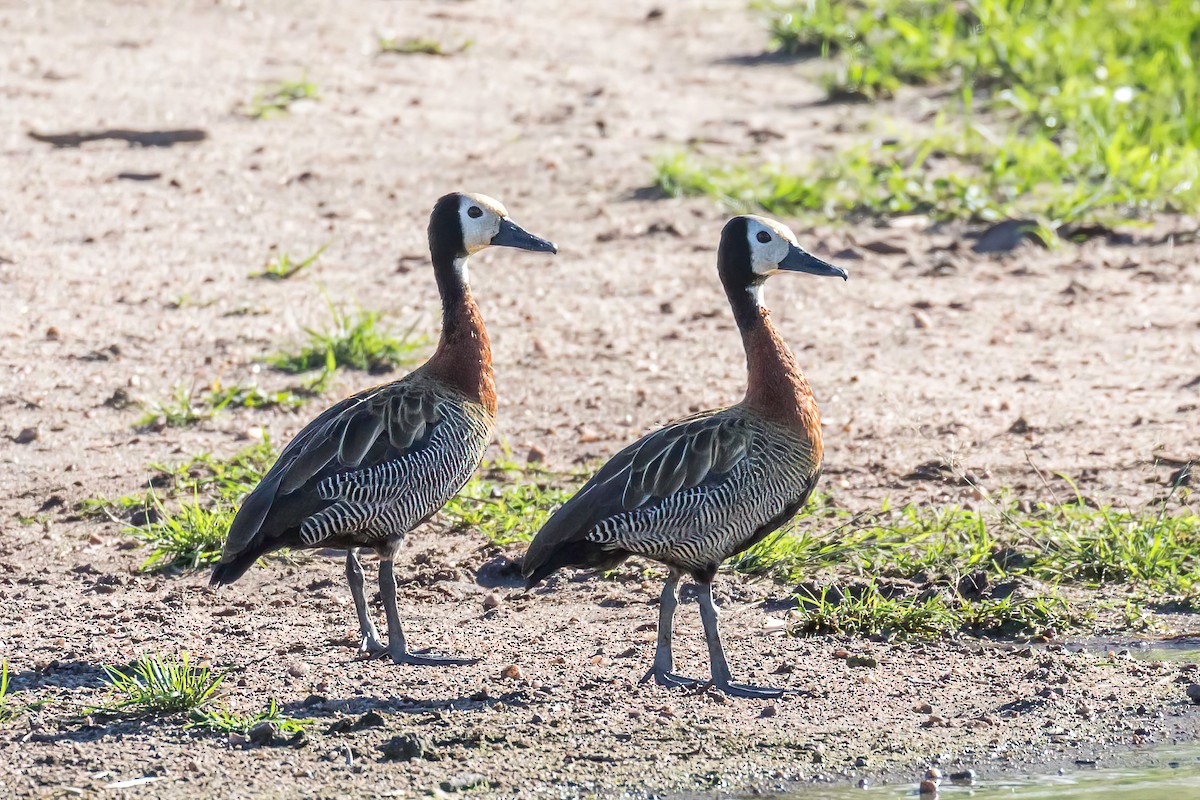 White-faced Whistling-Duck - ML613870815