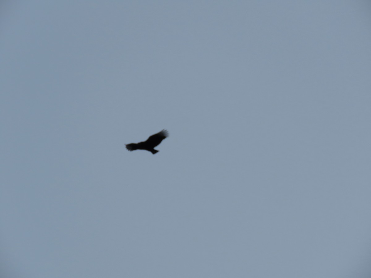 Black Vulture - ML613870935