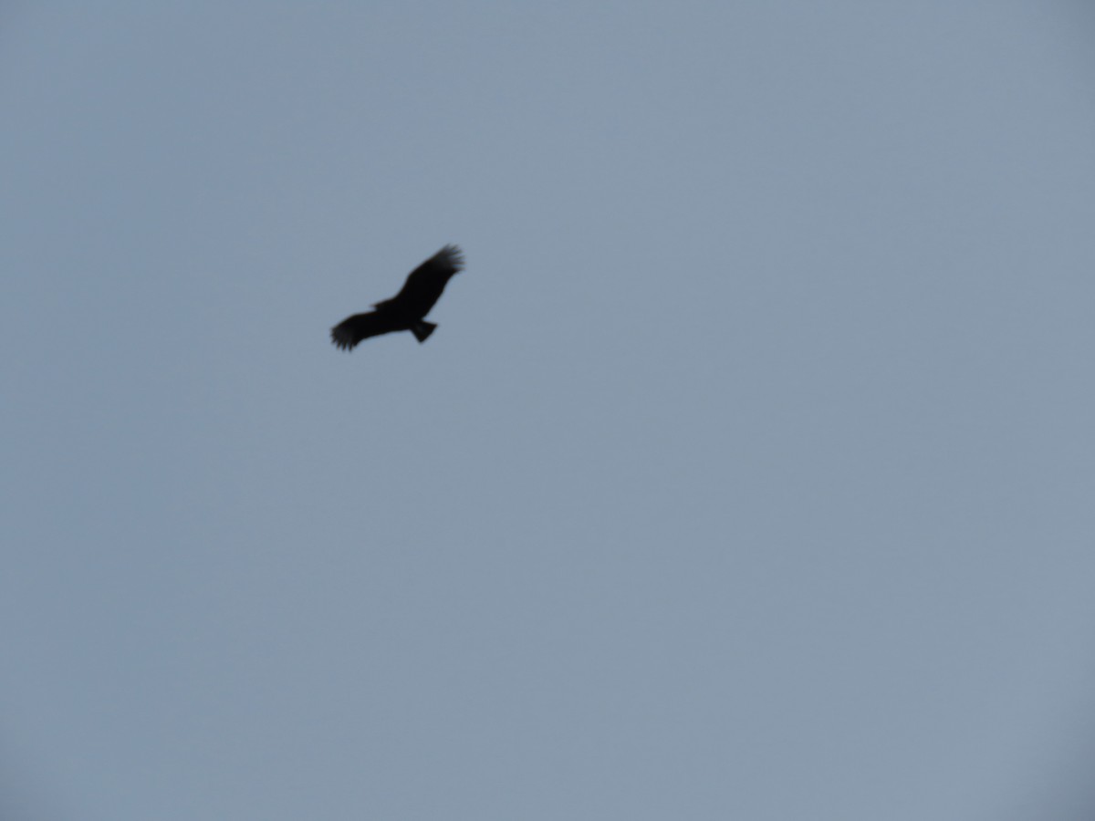 Black Vulture - ML613870936