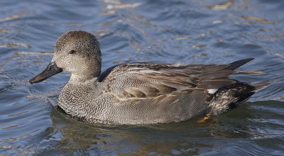 Gadwall - ML613870959