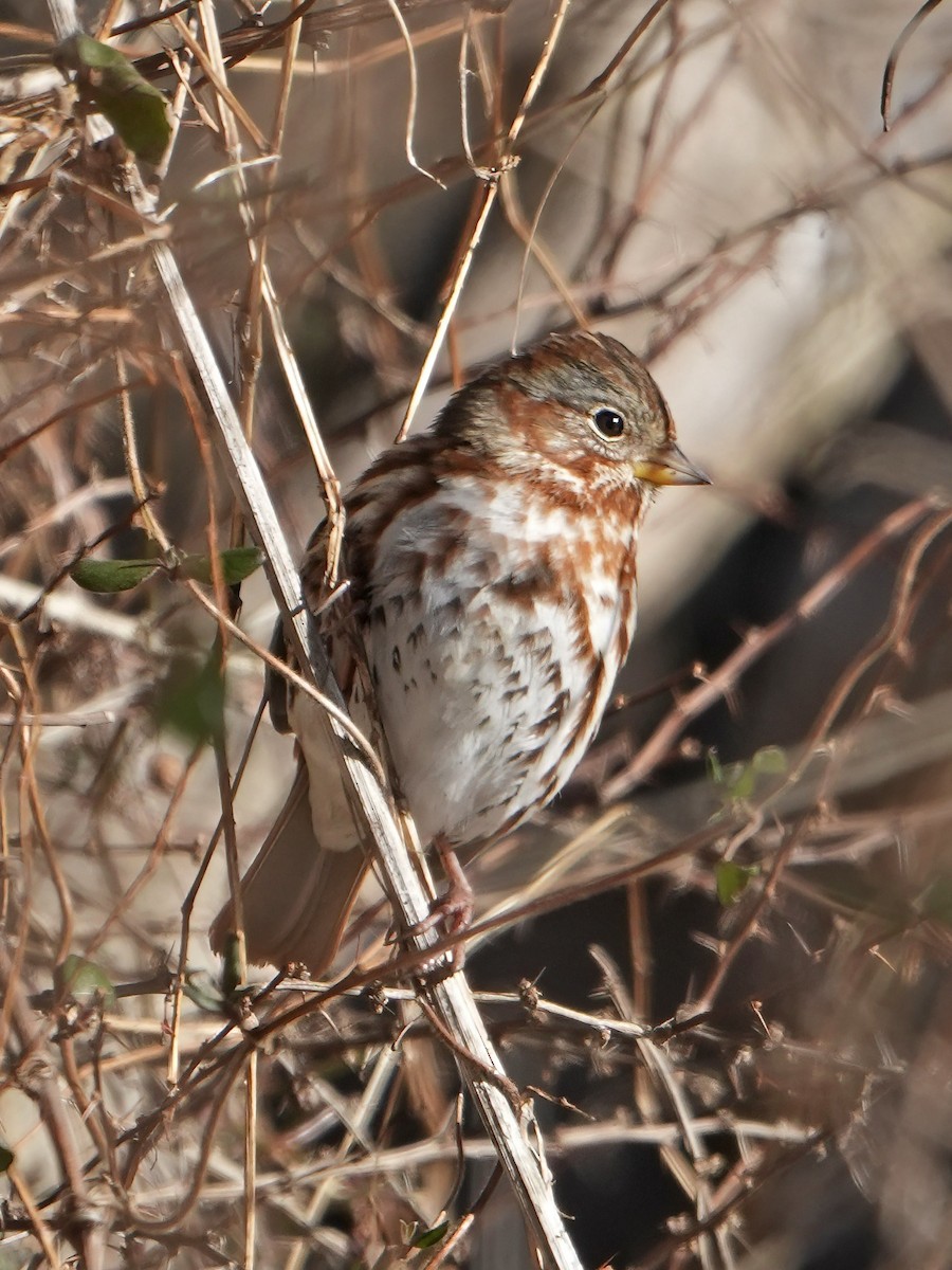 Fox Sparrow - ML613870988