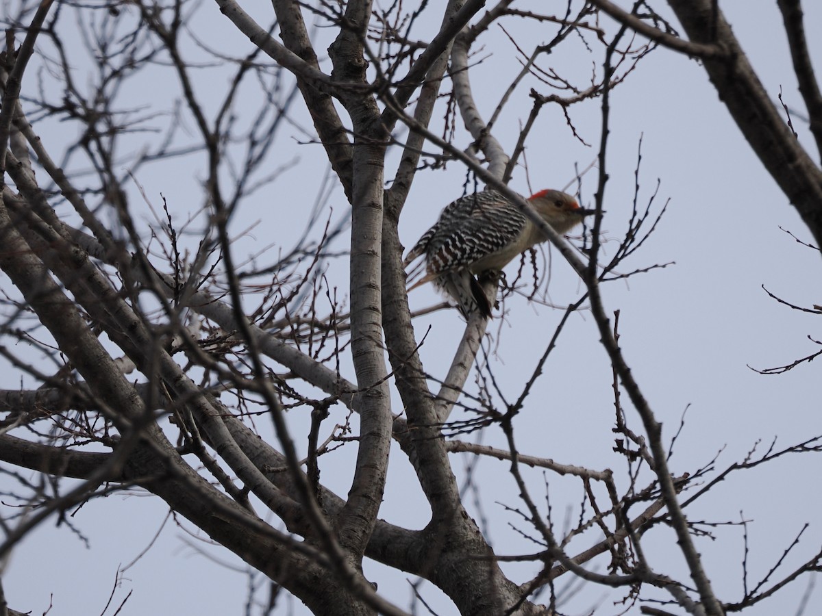 Red-bellied Woodpecker - ML613871001