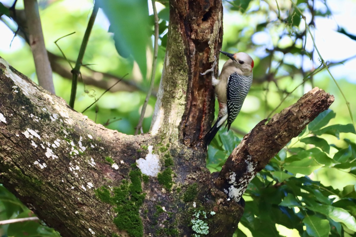 Golden-fronted Woodpecker - Robbin Mallett