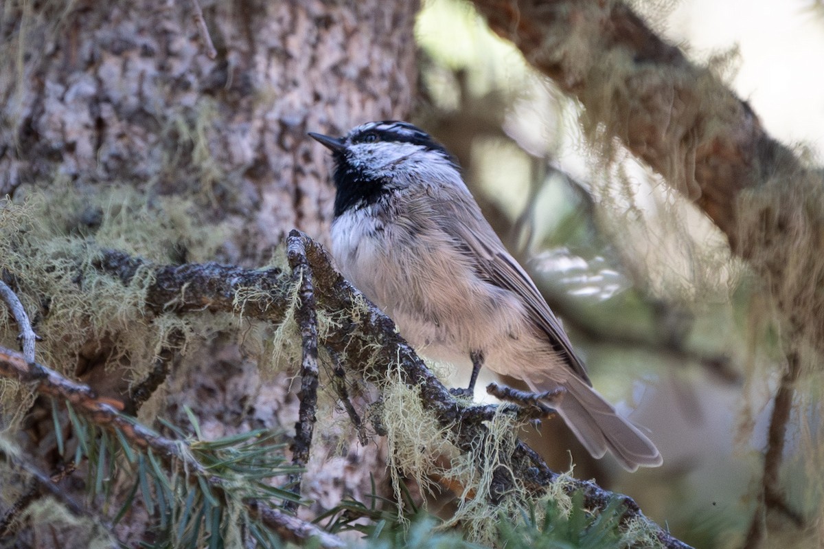 Mountain Chickadee - Carole Rose