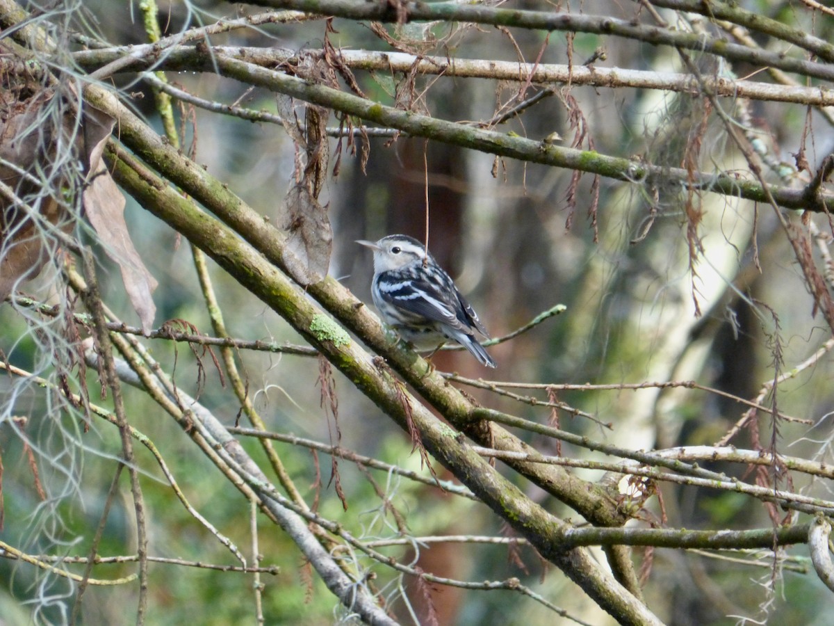 Black-and-white Warbler - ML613871012
