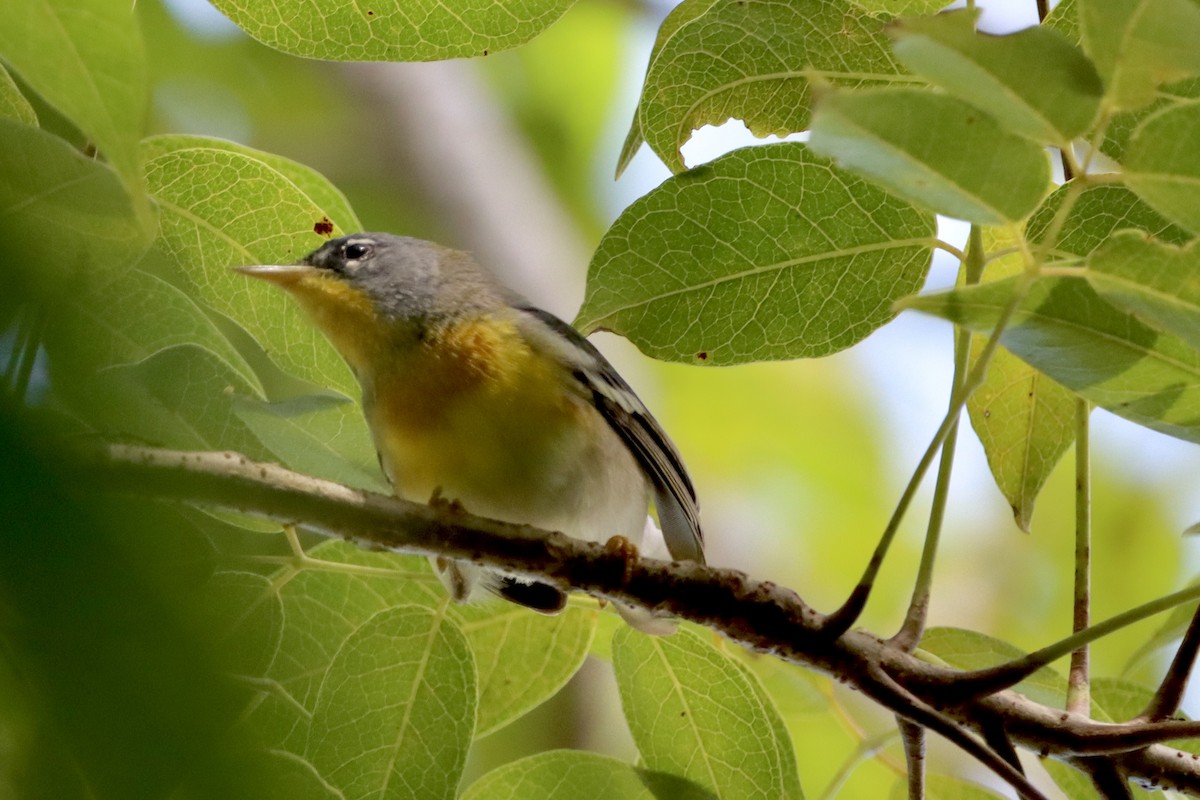 Northern Parula - Robbin Mallett