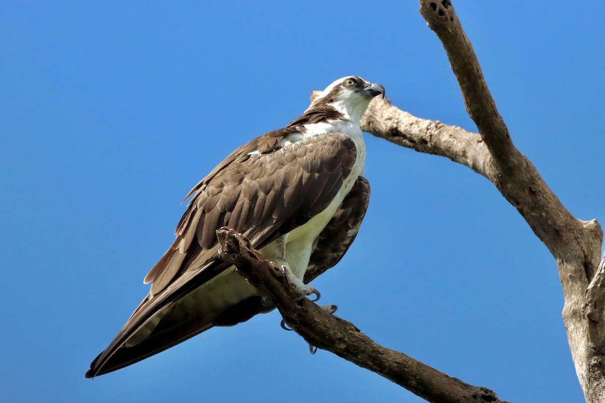 Osprey - Robbin Mallett