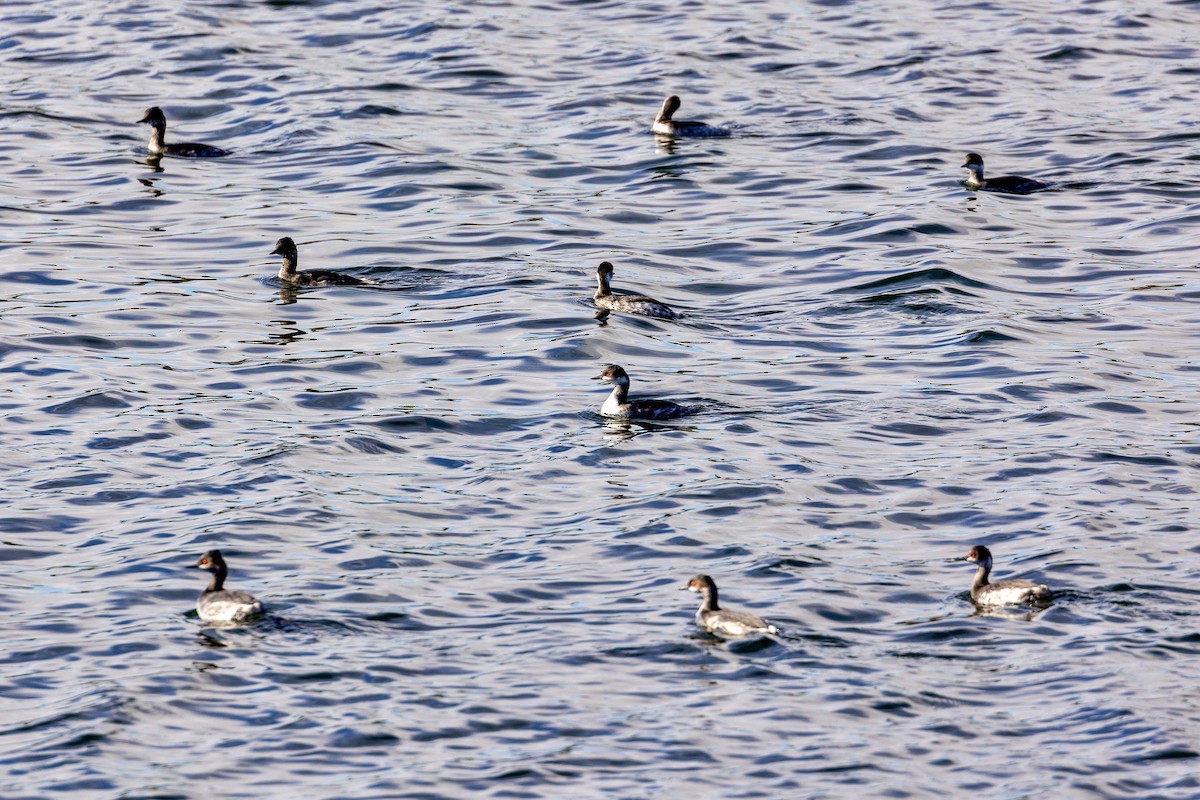 Eared Grebe - ML613871166