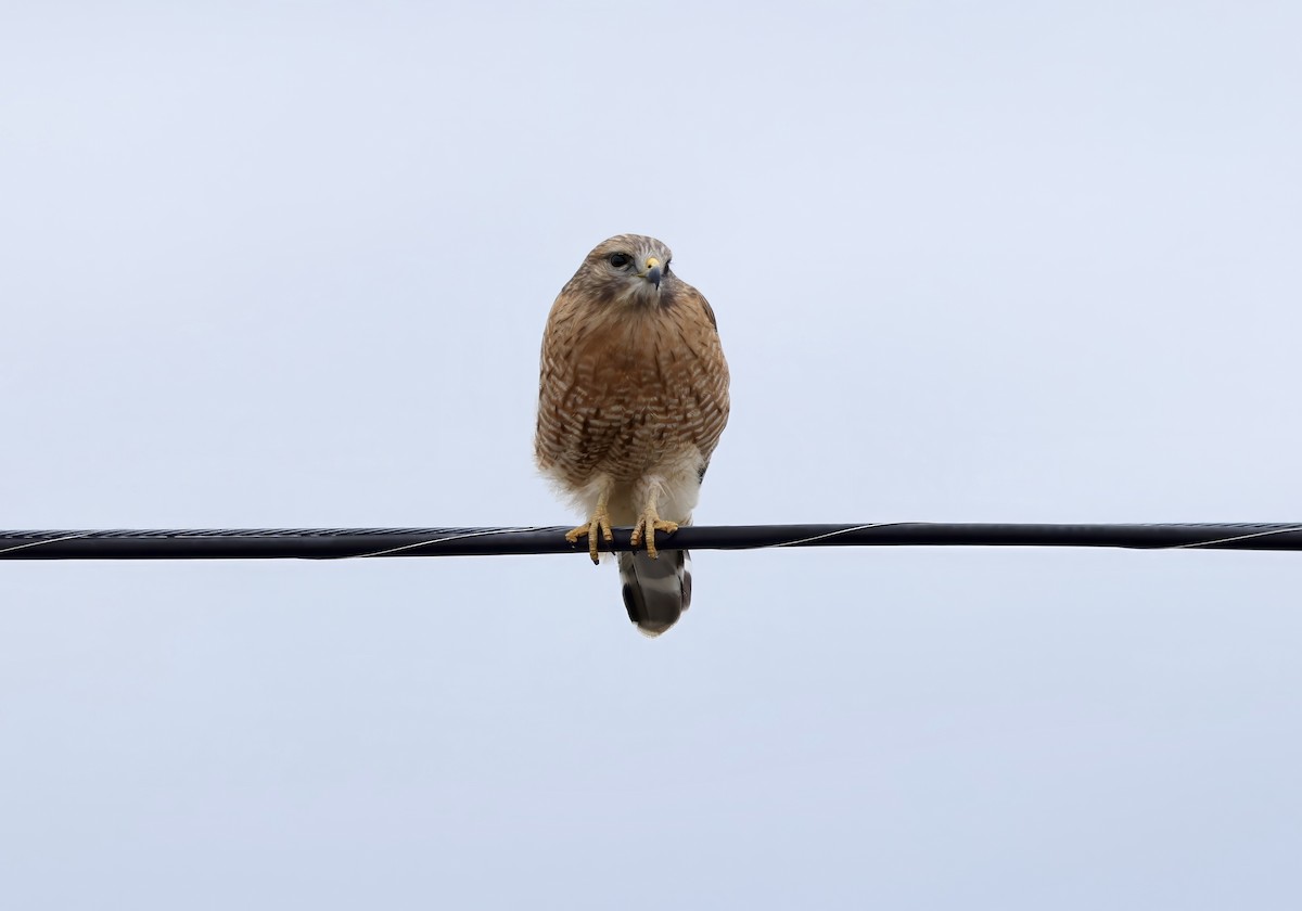 Red-shouldered Hawk - ML613871204