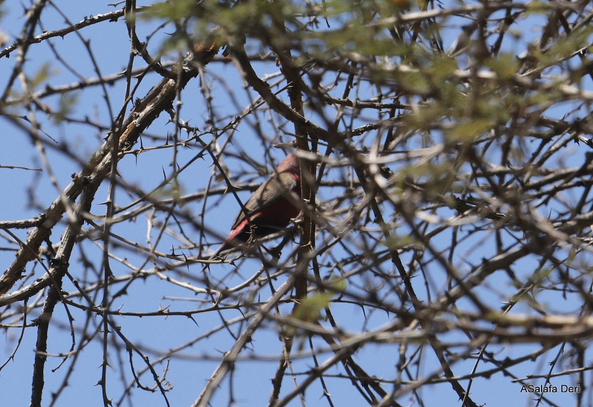 Black-bellied Firefinch - ML613871217