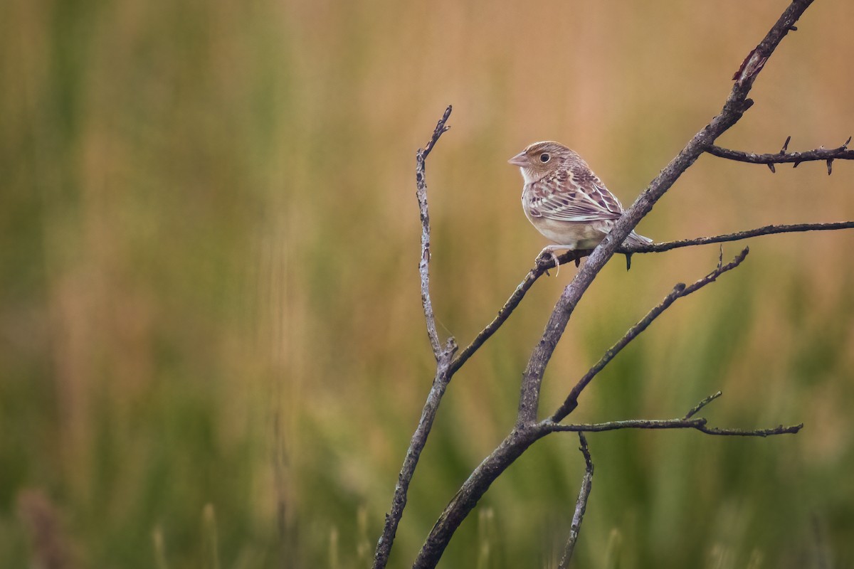 Grasshopper Sparrow - ML613871316