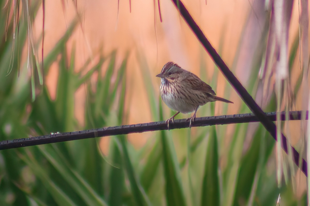 Lincoln's Sparrow - ML613871322