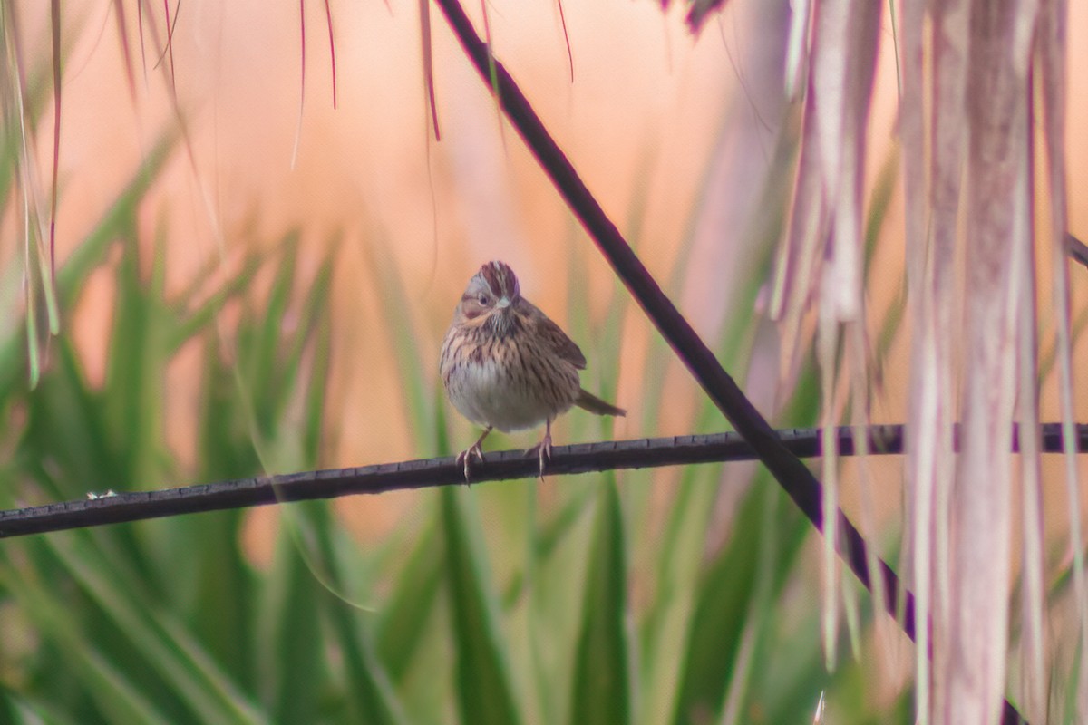 Lincoln's Sparrow - ML613871323