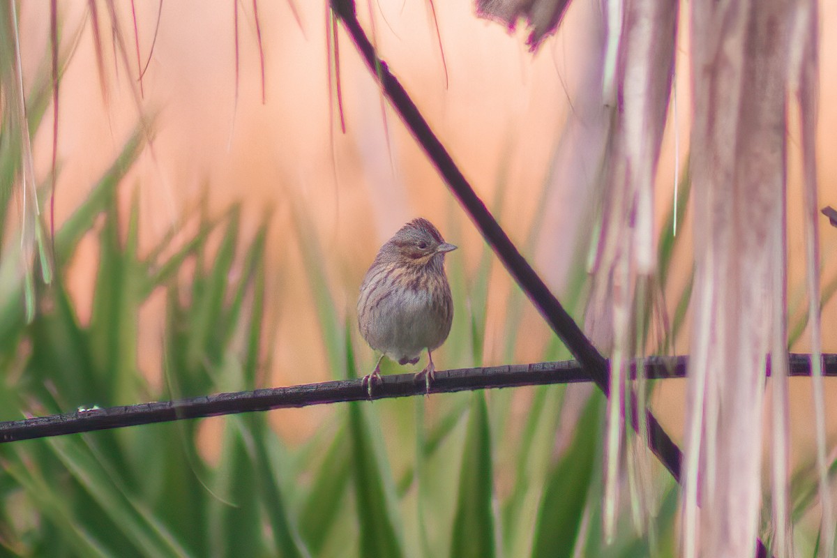 Lincoln's Sparrow - ML613871324