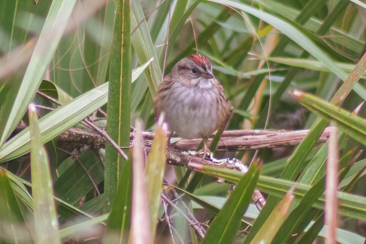 Swamp Sparrow - ML613871327