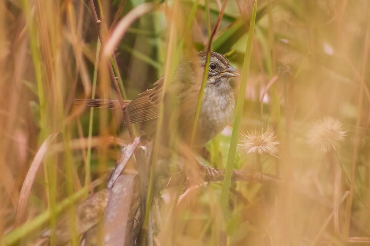 Swamp Sparrow - ML613871328