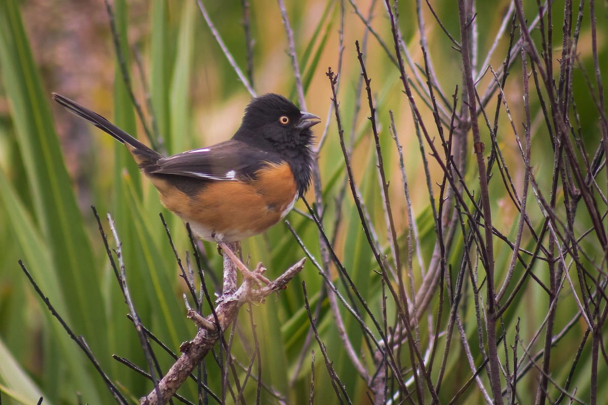 Eastern Towhee - ML613871336