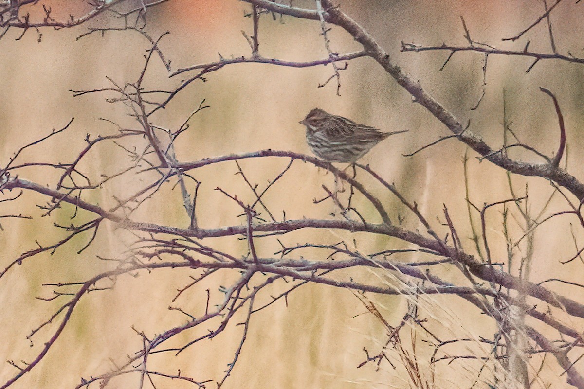 サバンナシトド - ML613871344