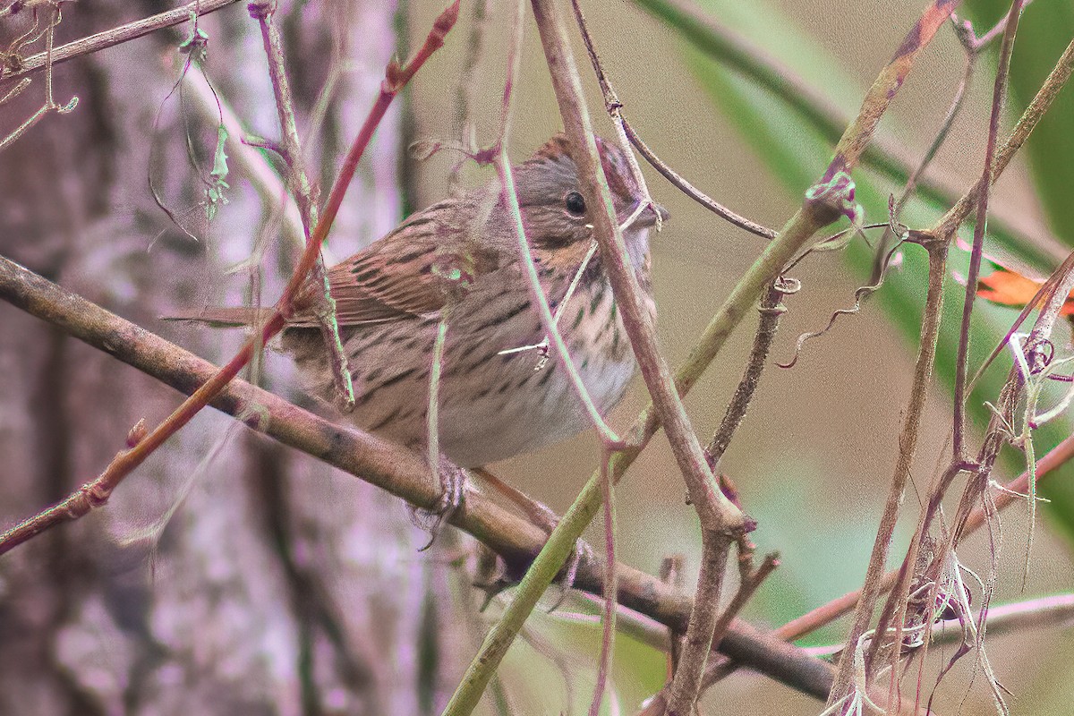 Lincoln's Sparrow - ML613871350