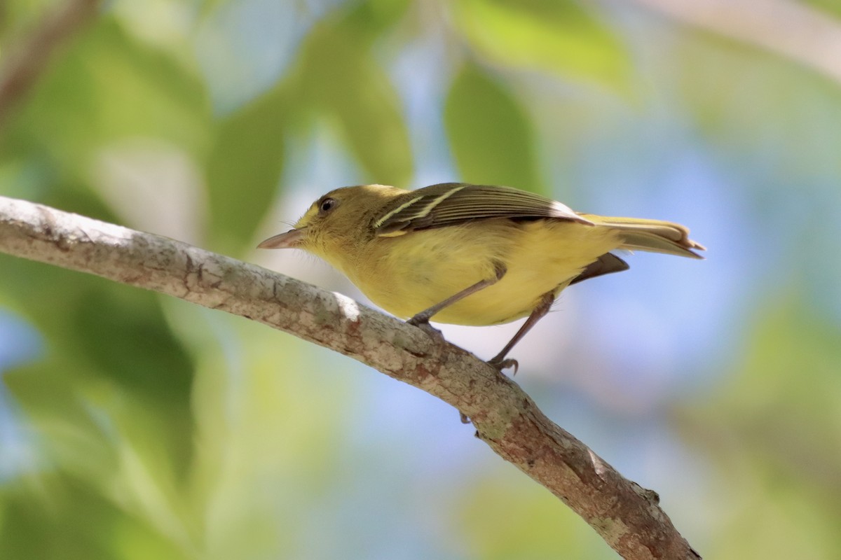 Mangrove Vireo - Robbin Mallett