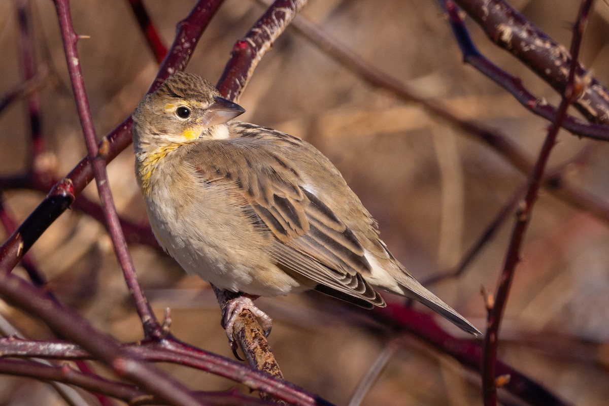 Dickcissel - ML613871399