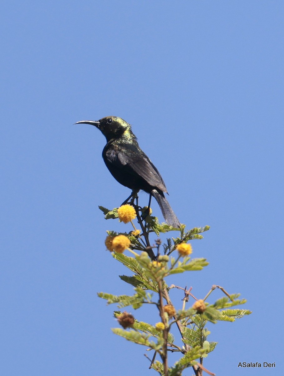 Kupfernektarvogel - ML613871427