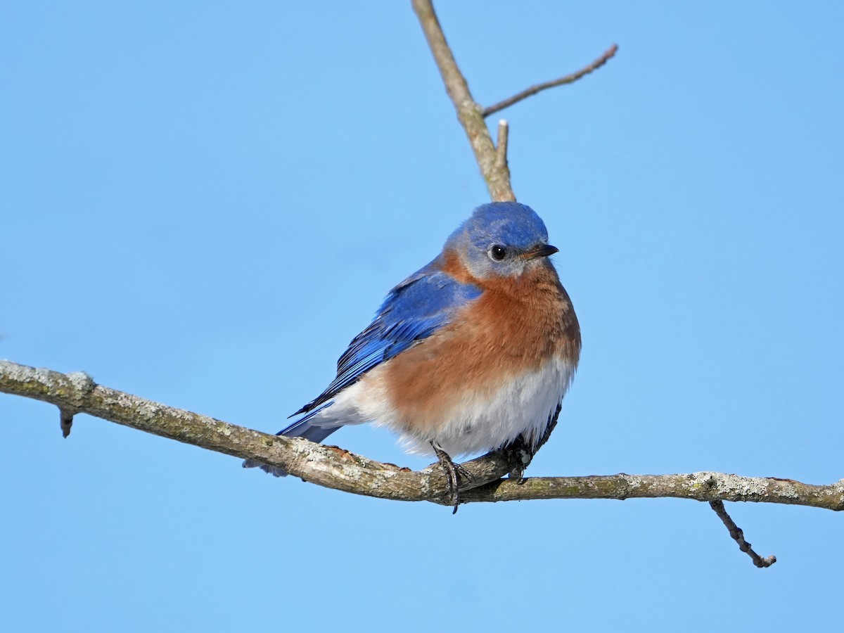 Eastern Bluebird - Troy Gorodess
