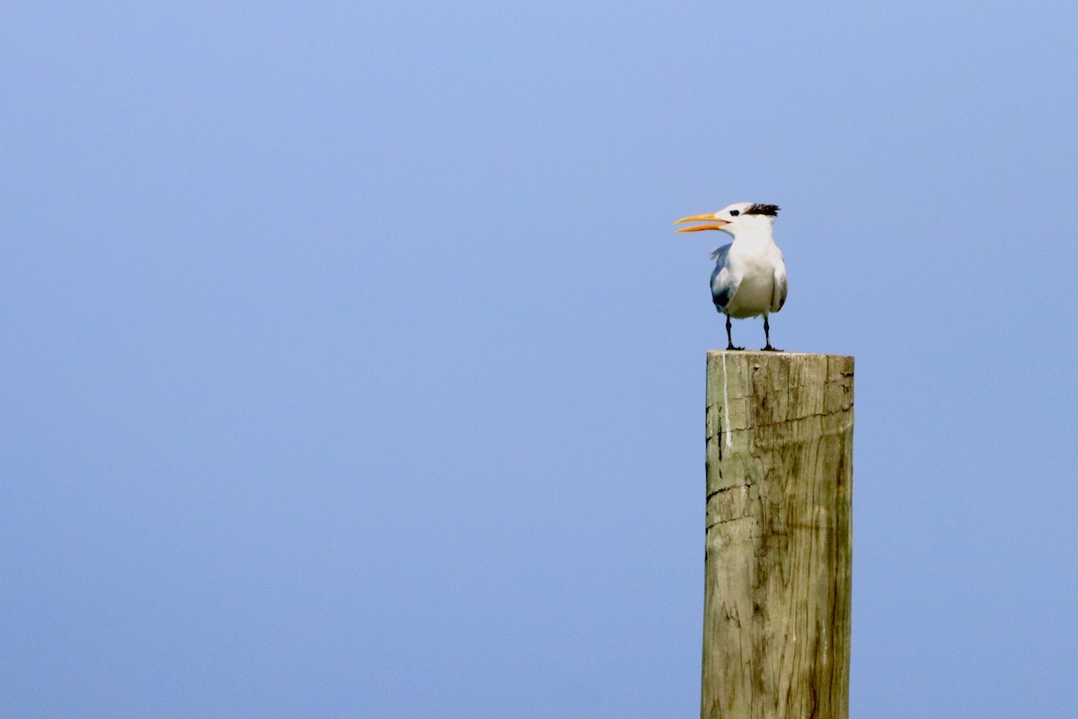 Royal Tern - Robbin Mallett