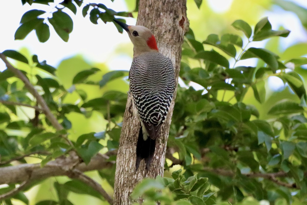 Golden-fronted Woodpecker - Robbin Mallett