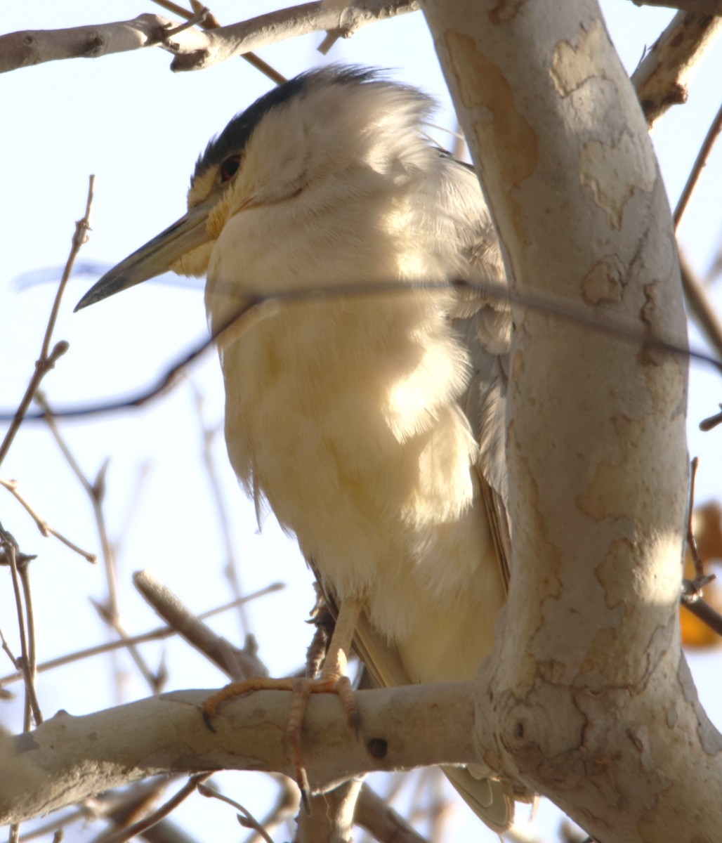 Black-crowned Night Heron - ML613871726