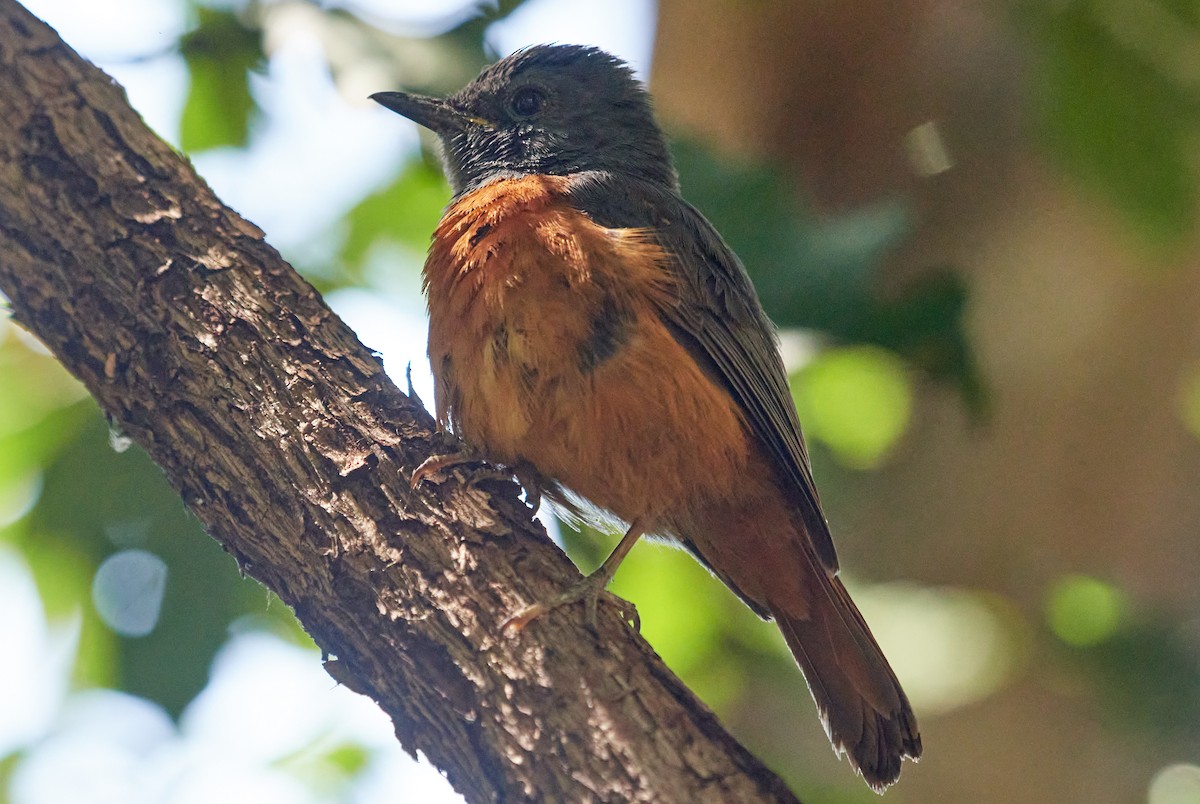 Malagasy Paradise-Flycatcher (Malagasy) - Sia McGown