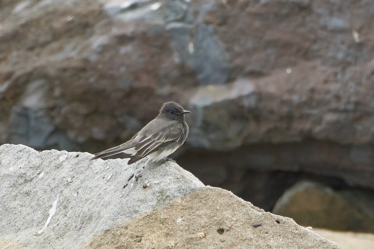 Black Phoebe - ML613871810