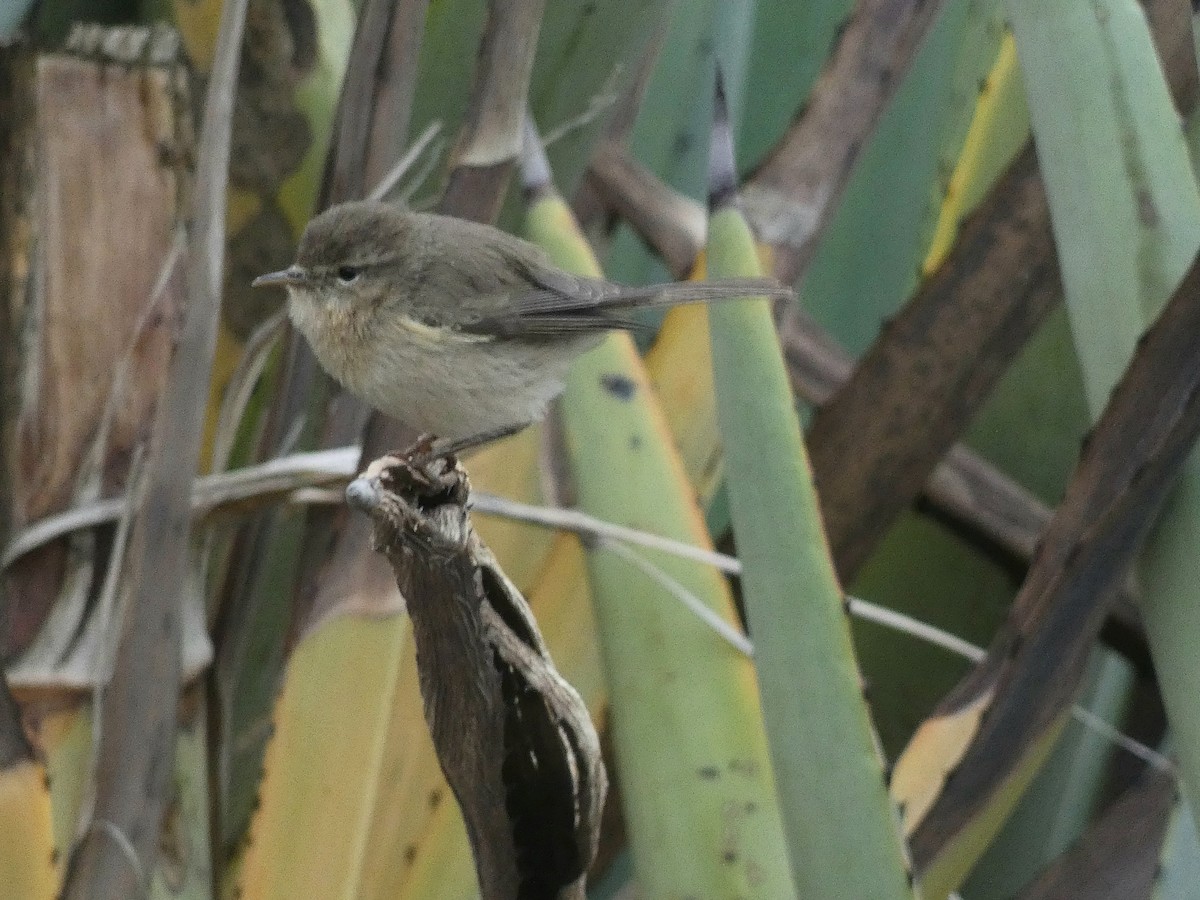 Canary Islands Chiffchaff - ML613871885